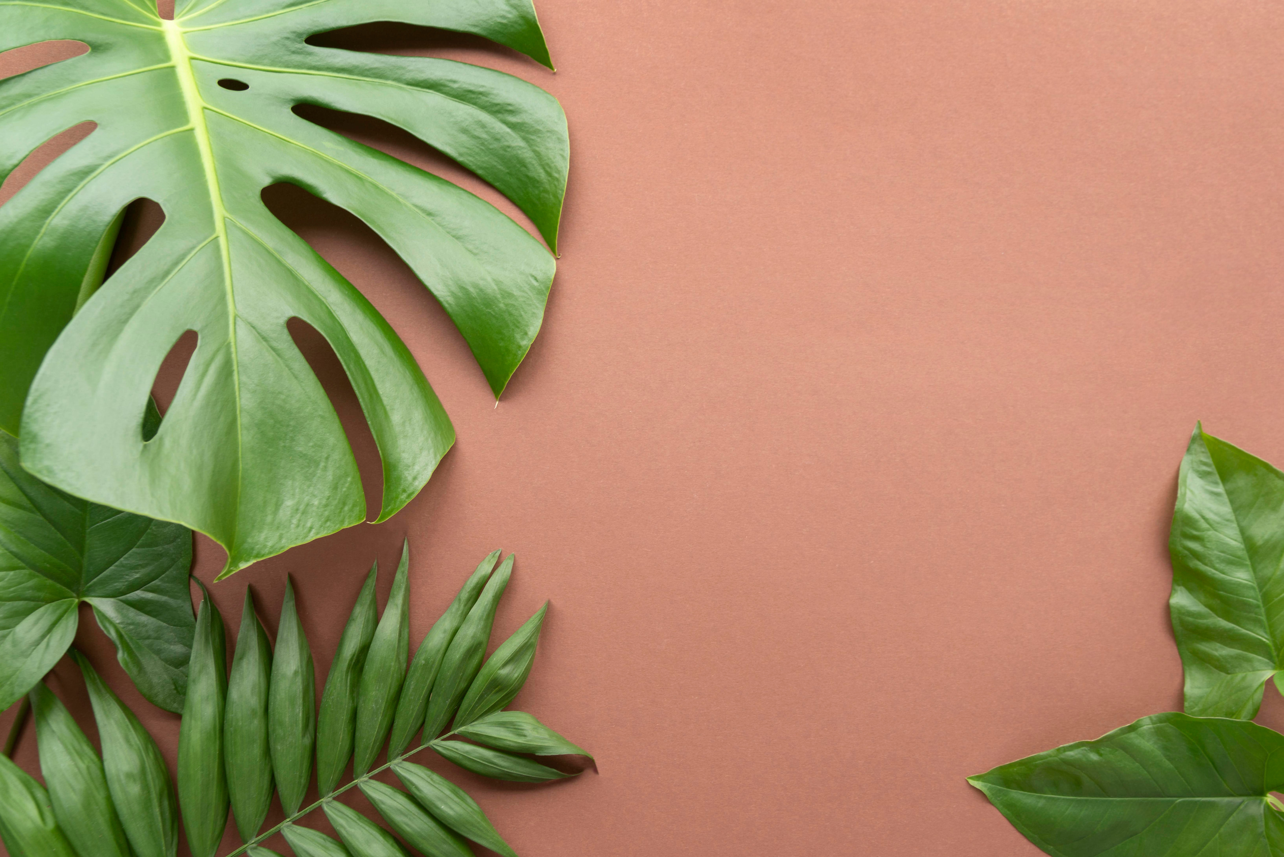 Minimal Background Tropical Plant Composition